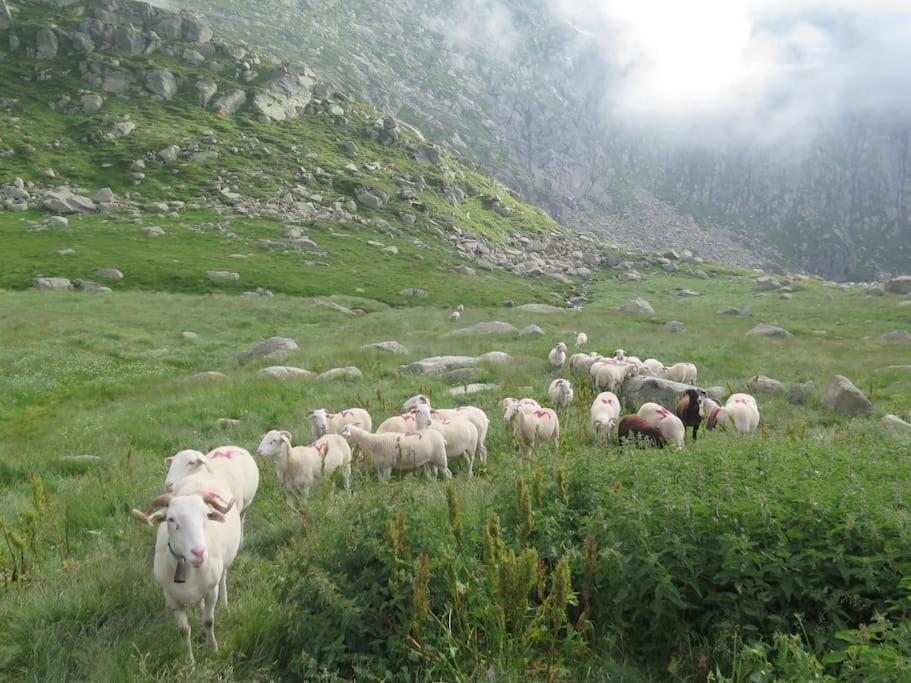 "Le Desman" Confortable T2 A La Montagne Face Aux Thermes Rando, Cure Олюс-ле-Бан Екстериор снимка